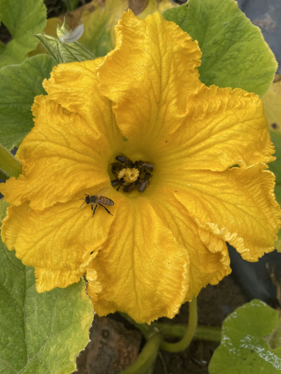 Plot 13 party #allotment