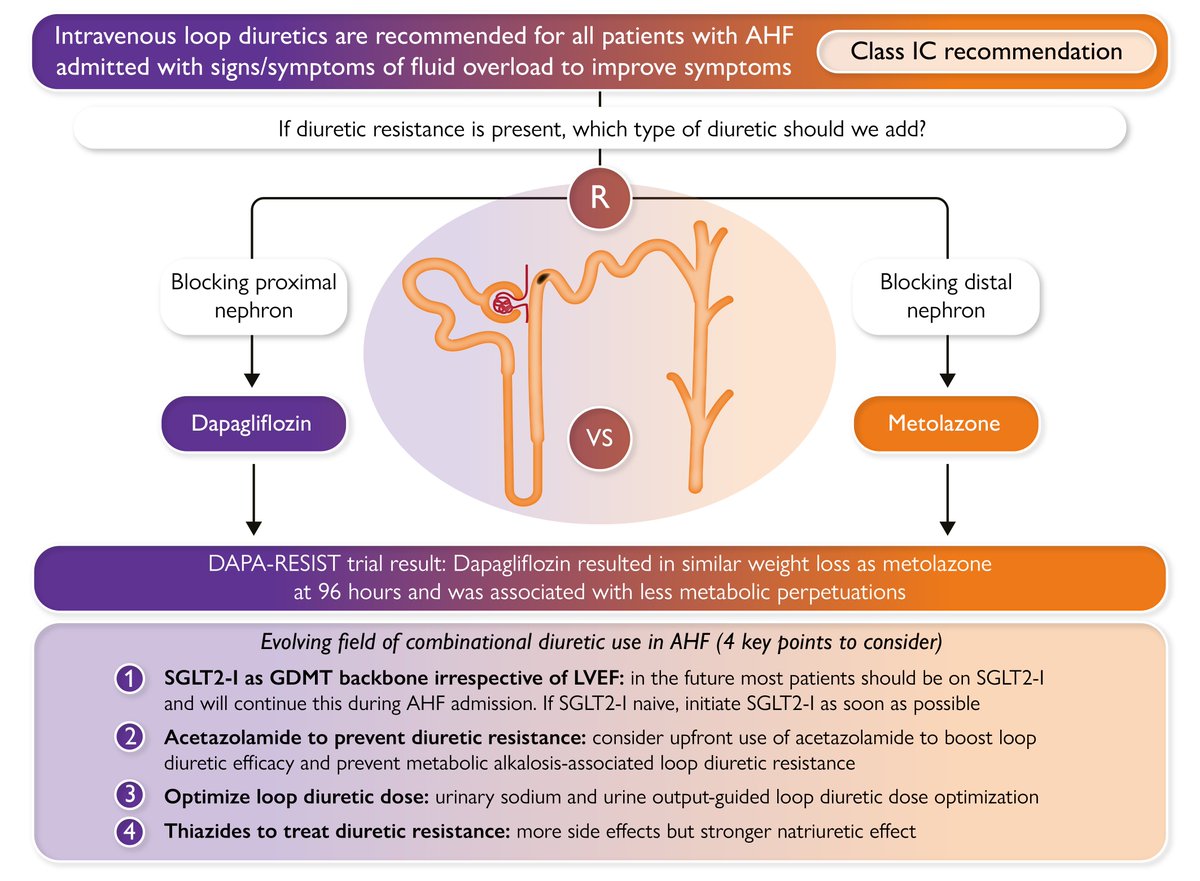 EHJ Editor-in-Chief (@ehj_ed) on Twitter photo Prevention and treatment of diuretic resistance in acute heart failure: when to use which combination of diuretics?
academic.oup.com/eurheartj/adva…
#HF #diuretics #prevention #DAPARESIST #cardiotwitter <a href="/escardio/">European Society of Cardiology</a> <a href="/ESC_Journals/">European Society of Cardiology Journals</a> Prevention and treatment of diuretic resistance in acute heart failure: when to use which combination of diuretics?
academic.oup.com/eurheartj/adva…
#HF #diuretics #prevention #DAPARESIST #cardiotwitter <a href="/escardio/">European Society of Cardiology</a> <a href="/ESC_Journals/">European Society of Cardiology Journals</a>