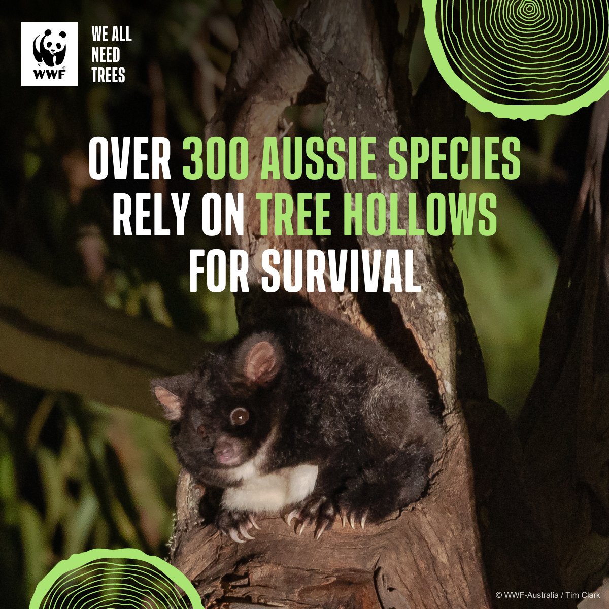 WWF_Australia's tweet photo. π³ What animals can you name that rely on tree hollows?
Aus needs a combination of old and new trees to support our wildlife.
Add your voice and save our trees to save our future at https://t.co/LBtIAN9qDT
#Weallneedtrees #RegenerateNature #trees #nature #conservation https://t.co/2CrLgm42dh