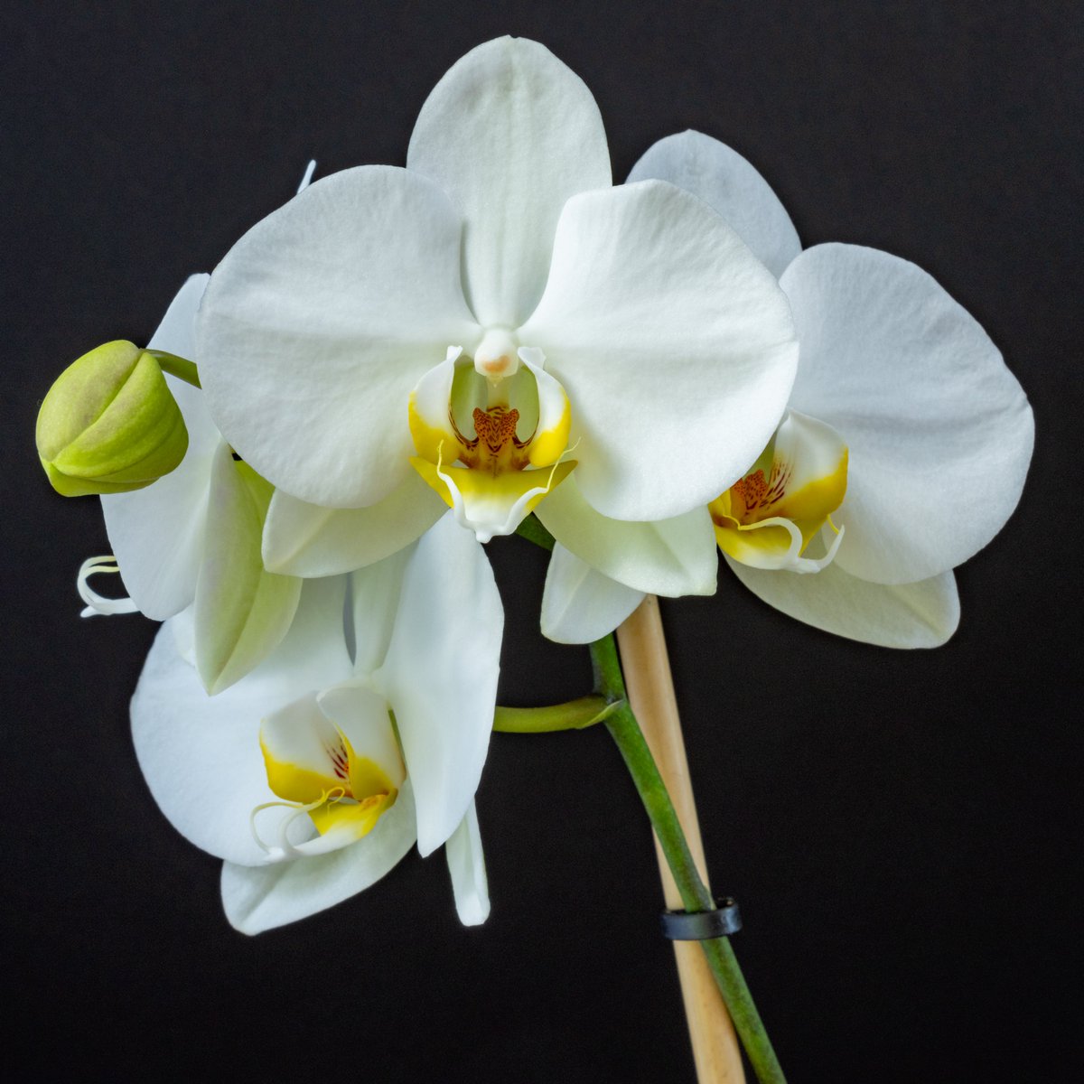 Data_BirdMan's tweet image. 