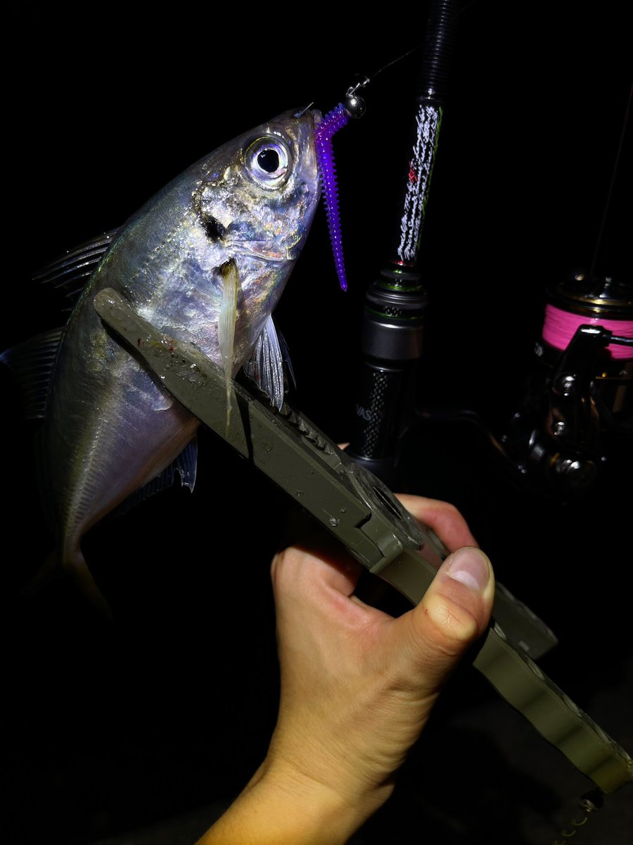 fishingkiuchi's tweet photo. 綺麗。。
#TFL611RXTi  #TFLエステル https://t.co/s5IuZ2ZeYk