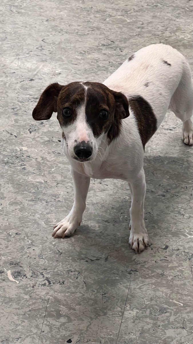 Am 13.08.23, um 14:00 Uhr, wurde in Ennepetal, im Bereich der Neustraße/Südstraße ein kleine, ältere Hündin gefunden.
Die Hündin wurde zunächst zur Polizeiwache Ennepetal verbracht.
Hinweise zu dem Hund nimmt die Polizeiwache Ennepetal entgegen.
Tel: 02333/9166-4000