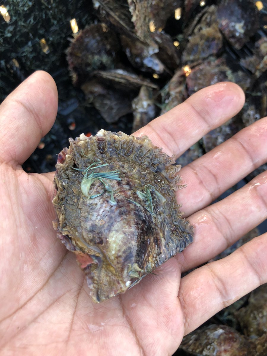 flower_jem's tweet photo. The manager of the pearl farm took me to the fishing grounds by boat, even though it was a holiday. Happy! #mhhsbd #akoya #pearlfarm #trip #pearl #akoyaoyster https://t.co/4bxdDGSm6n