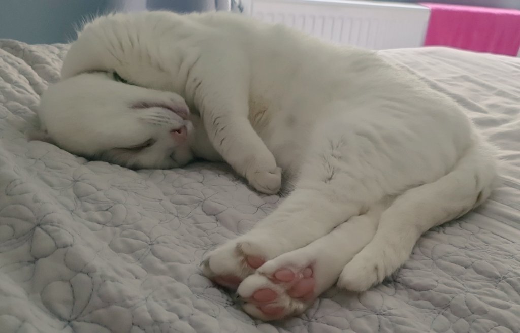 Daisythecat13's tweet photo. @EmpressIvey @Purina @whiskas_uk @ShebaBrand Daisy now.. https://t.co/k9renE1IcW