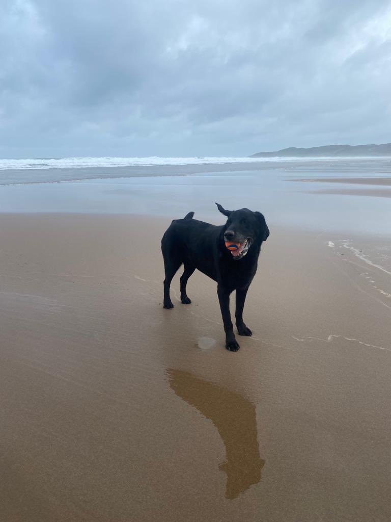 BossFaulkner's tweet photo. Took little sister Bea to see Auntie sue and uncle Al this morning @BeachWoolacombe after a run on the beach ❤️🐾🐾🏄🏾‍♂️had a yummy ice cream but she couldn’t have as she has a  tricky tum at moment 😩 thank you xx https://t.co/76nf5BXcP4