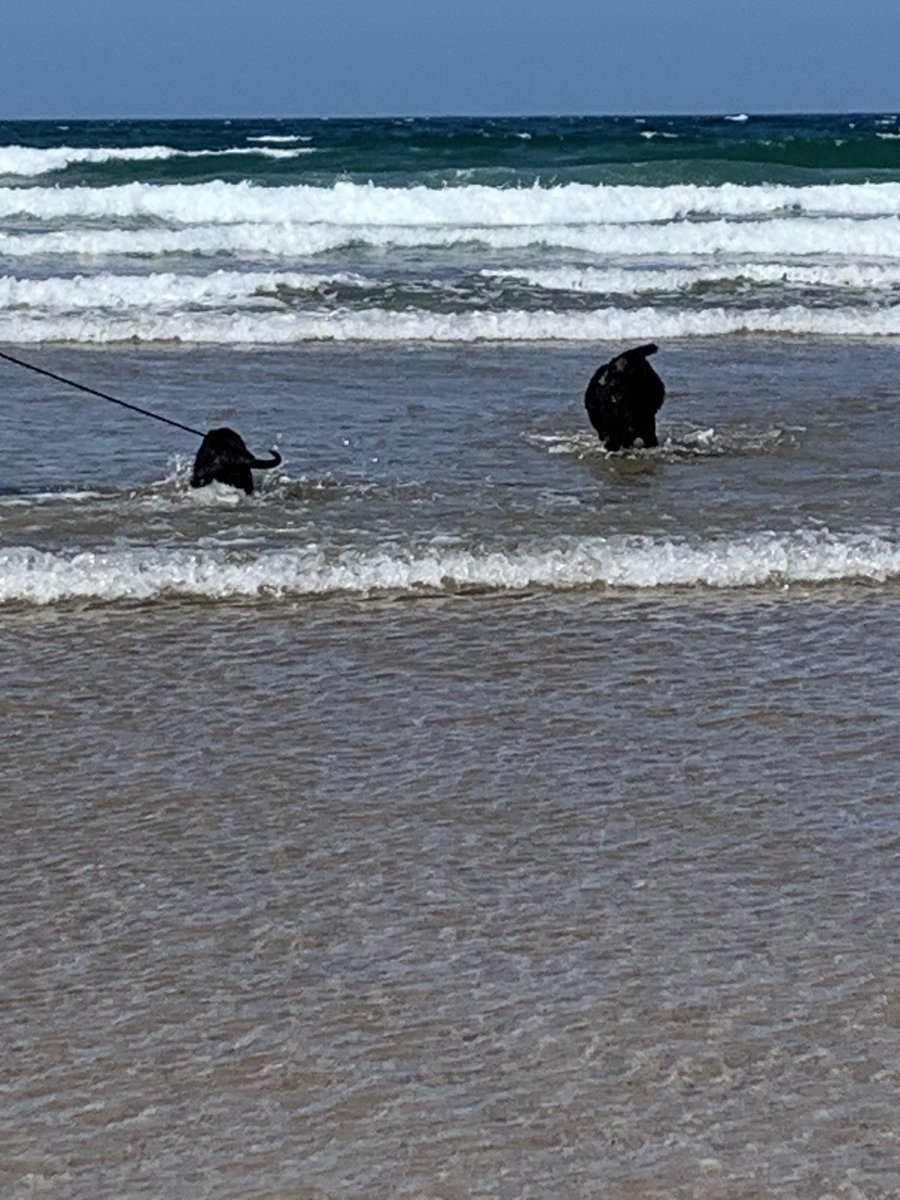 BossFaulkner's tweet photo. Took little sister Bea to see Auntie sue and uncle Al this morning @BeachWoolacombe after a run on the beach ❤️🐾🐾🏄🏾‍♂️had a yummy ice cream but she couldn’t have as she has a  tricky tum at moment 😩 thank you xx https://t.co/76nf5BXcP4