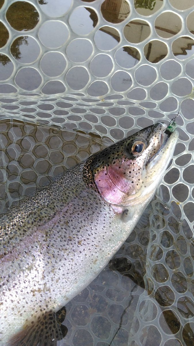 noburons's tweet photo. ショートロッドが多いので500番を．．．🎣

助言を素直に聞き入れ　今あるリールで良かったのか？　

うーん🤔
遠くから　流れてきます📻🎶　

シカゴの「素直になれなくて」🎤🕺

仕方ない　甘い物でも食べるか！😋 https://t.co/luvcdWSL8S
