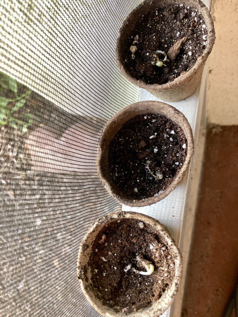 LivingOutEast's tweet photo. Summer squash seeds sprout in days and can be reharvested #growfood https://t.co/yaKssRstA0
