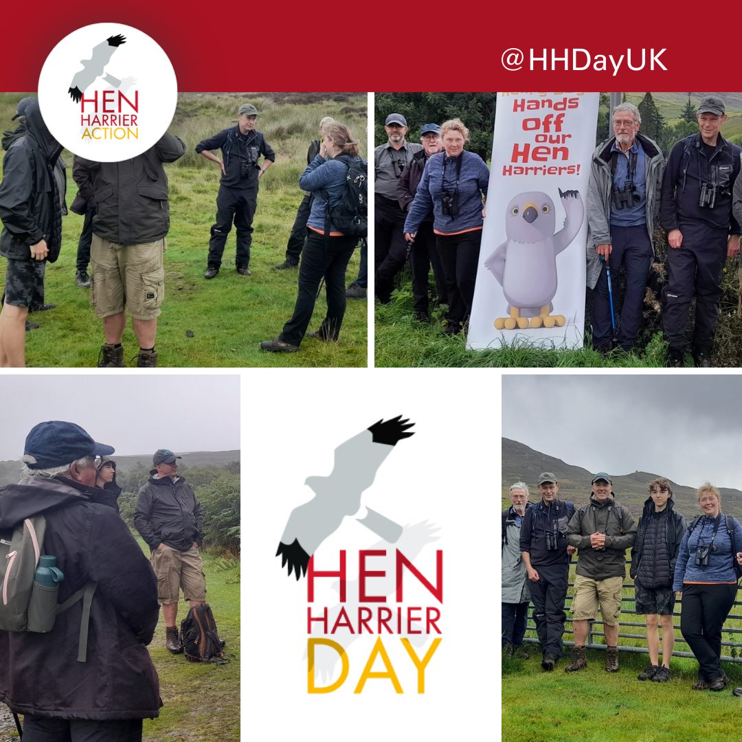 A remarkable day on Invergeldie Estate for a thrilling #HenHarrierDay Walk! 👣

Great conversations on raptor #conservation, grouse moor management, and more. 🌄

Thrilled to spot a male #henharrier, red kites, and even a fly-past from an osprey! 👀

➡️shorturl.at/osO58