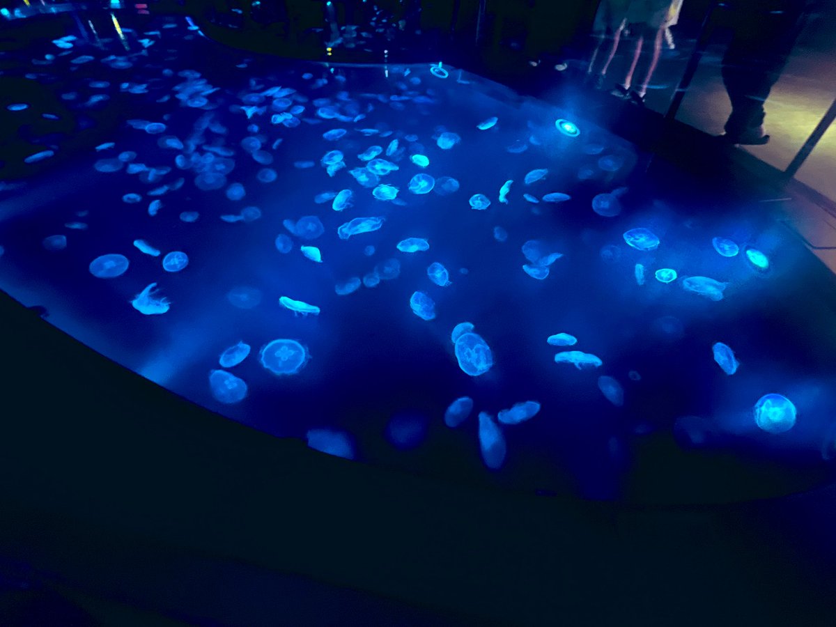 すみだ水族館のクラゲコーナーが花火大会会場(？)になってて綺麗だった☺️