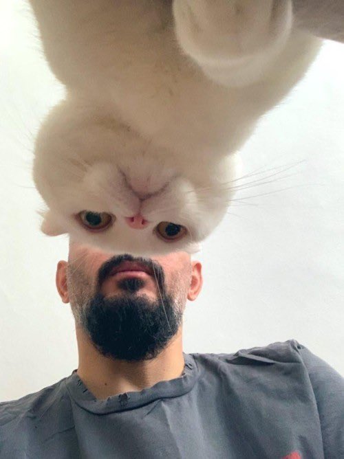 Why you should have a cat (@shouldhavecat) on Twitter photo 