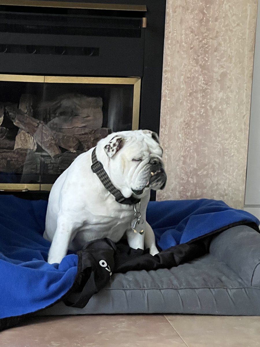 GrantKessler8's tweet photo. #SleepyMilo https://t.co/BGtUmxTJZp