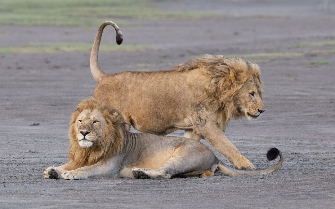 #WorldLionDay 
📍Serengeti NP🇹🇿