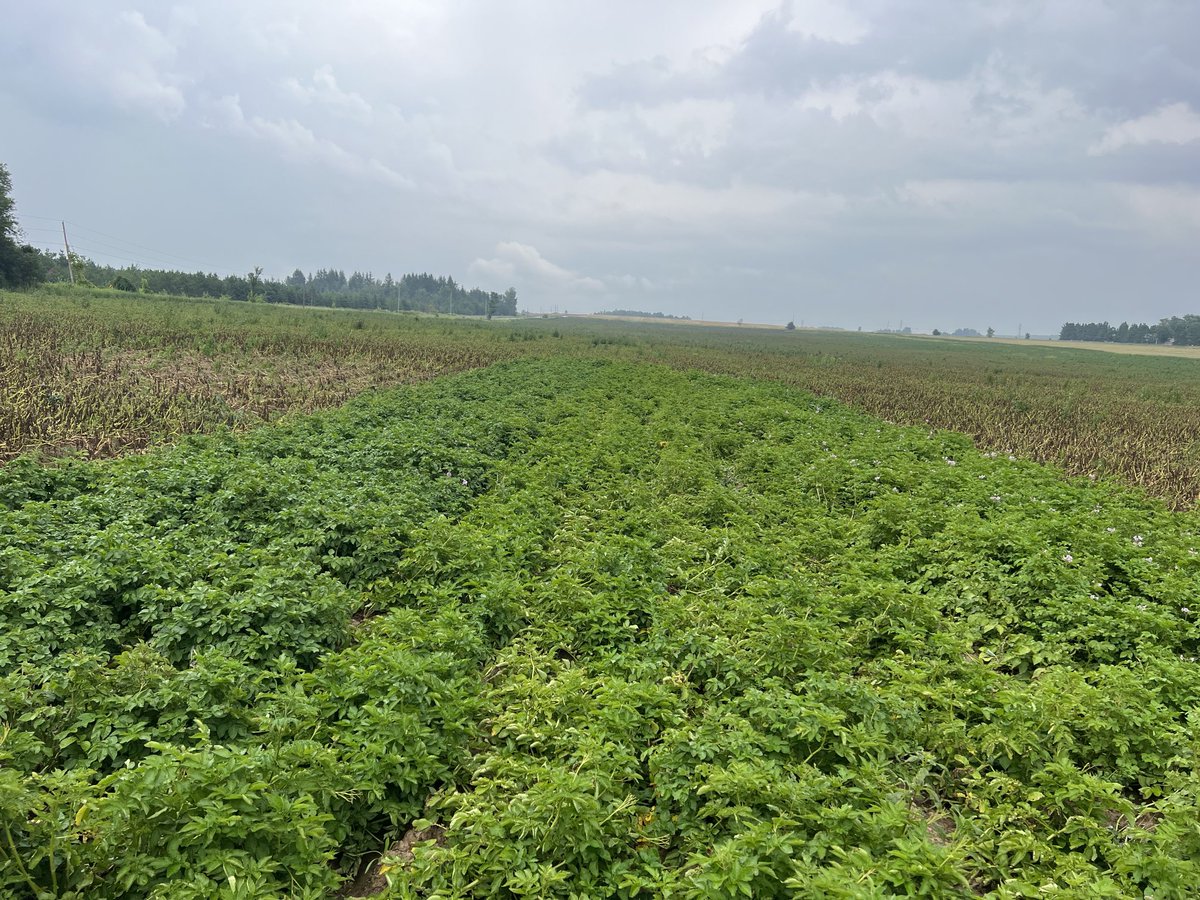 PVanderZaag's tweet photo. Late Blight has invaded the potato growing areas of South Simcoe, Ontario. Here our breeding programs 3 varieties with genes for resistance to LB show no infection while the surrounding variety Lamoka is destroyed by LB in an organically grown field. https://t.co/3R5sSSHpXI