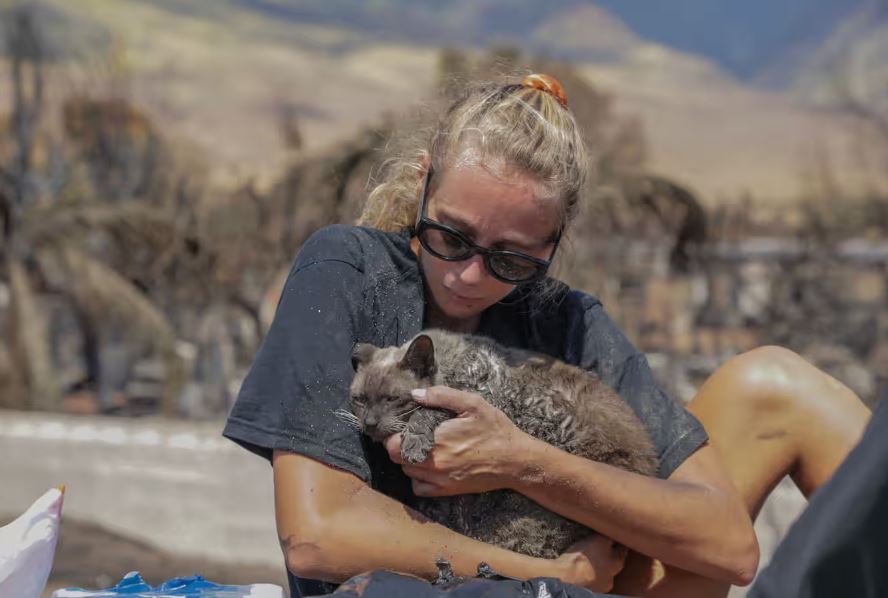 Woman finds her cat amid the charred ruins of the Maui fires in Lahaina. Photo: Moses Slovatizki/Getty.