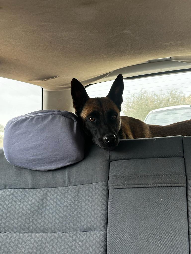 Luisakerz's tweet photo. Es hembra, tiene 2 añitos y necesita una familia. Se entrega personalmente en cualquier parte de España. Le echamos entre todxs un cablecito? https://t.co/9npwOAHpFU