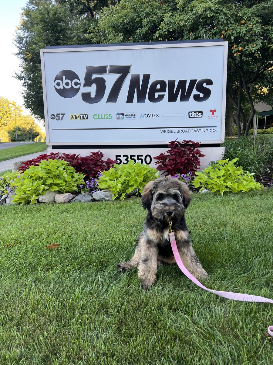 Therapy Dog Penny and Lincoln Junior High School's Samantha Vanlue had a wonderful morning on ABC57! ❤️ 

¡La perrita de terapia Penny y Samantha Vanlue de Lincoln Junior High School tuvieron una maravillosa mañana en ABC57! ❤️

#WhyPCSC #plymouthindiana #therapydog