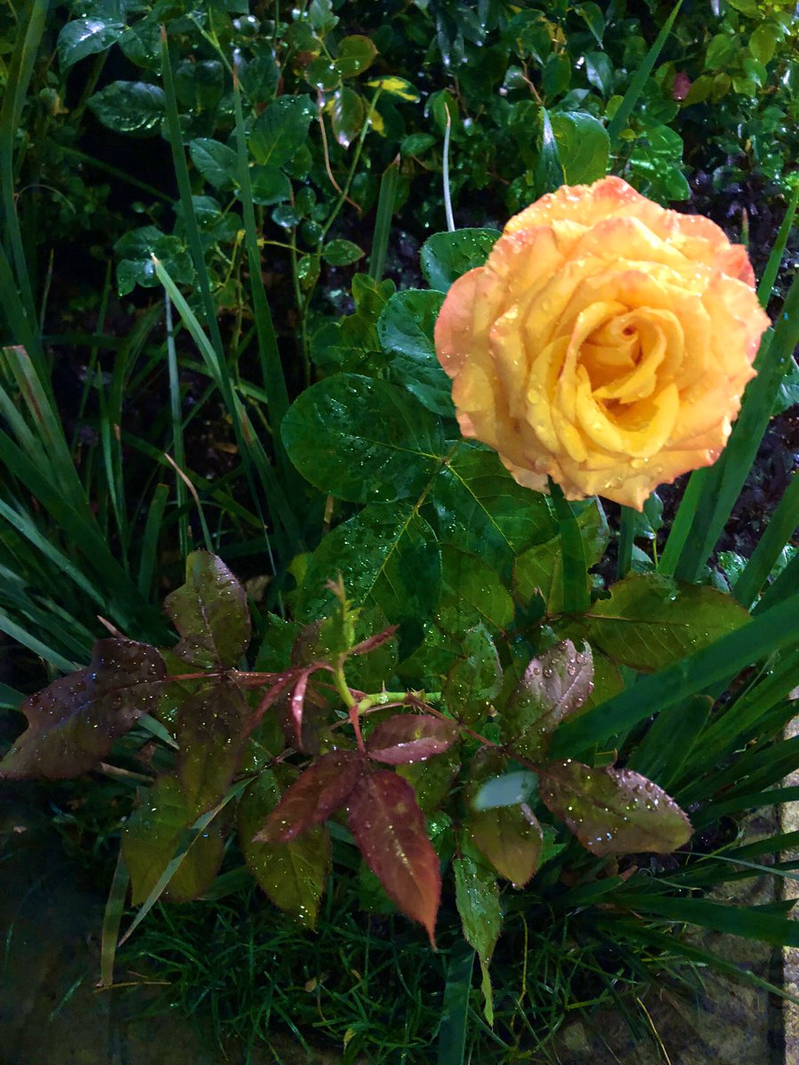 Buen día para ti, donde quiera que te encuentres con los colores, los aromas y los sonidos de la vida.

Venga un son, con sabor al sur de México: youtu.be/L6xFvZ7hdFE