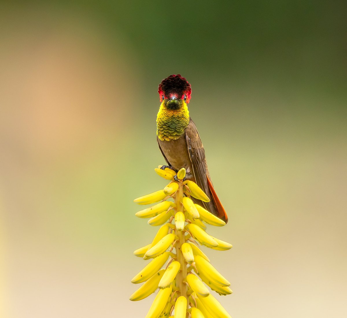 Heiler Uribe Nature Photography tweet media