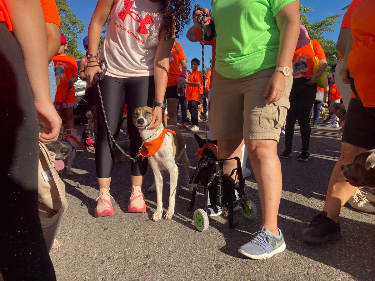 xevtfm's tweet photo. #EnFotos 🥰🐶 ¡Mañana perruna!
Decenas de perritos protagonizan la #Caninata organizada por @caninos911 en contra del maltrato animal 🐕🐾 https://t.co/yOnMAKY434