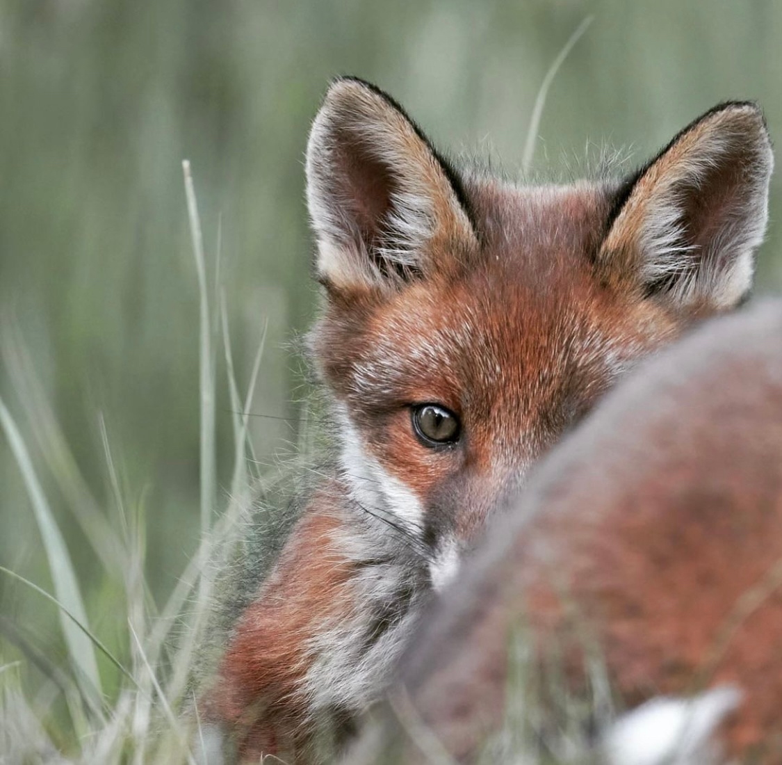 Your #foxoftheday ! Please keep ‘em coming ! Thank you @julieandmichaelsmith on Instagram for sharing this one .