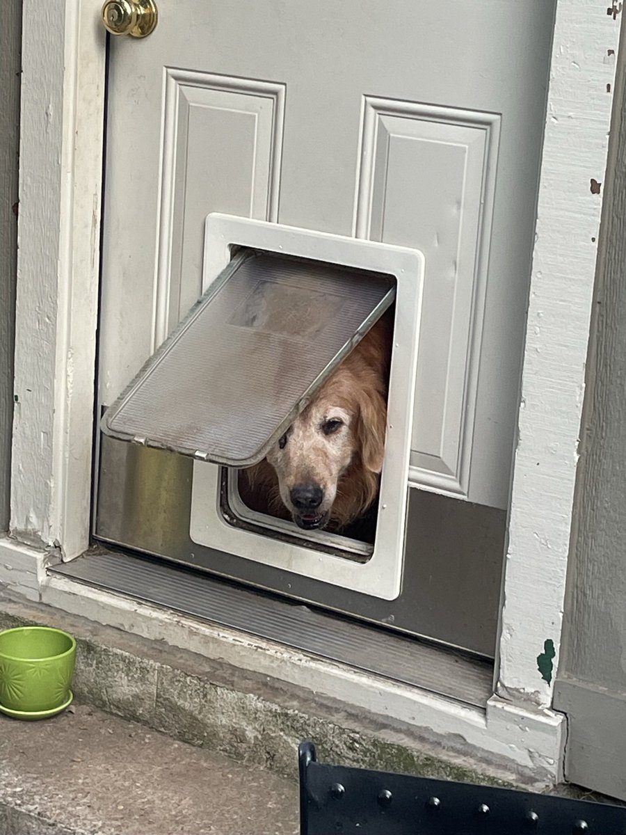 MsLincoln2124's tweet photo. @TweeetsOfDogs I couldn’t agree more!  All three of my pups are 13 years old. I can’t imagine at any point not keeping them! https://t.co/I5akQLxaSl