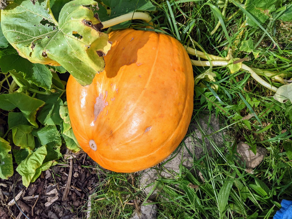 Smallholders Ireland tweet media