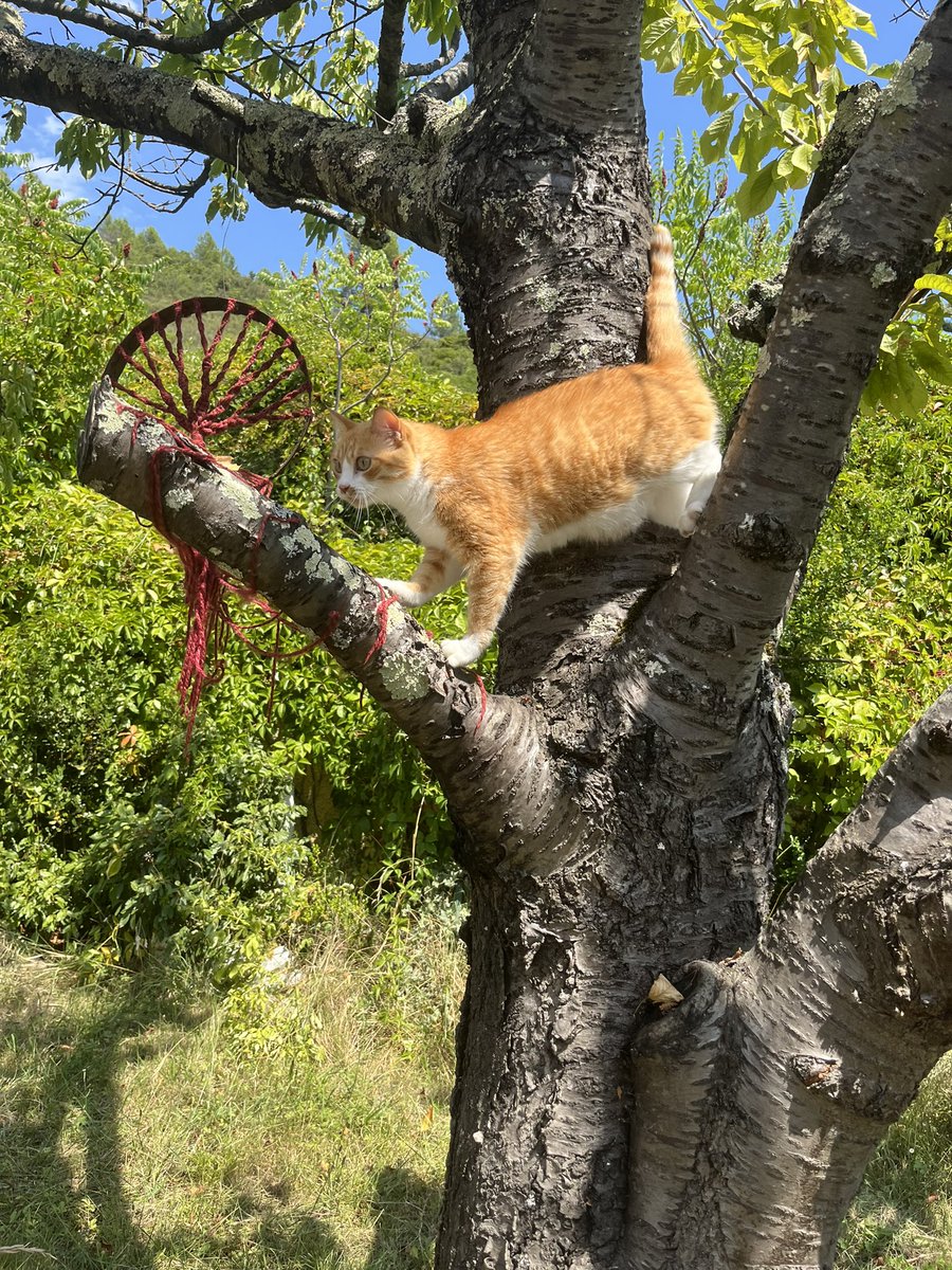 Galipette the Kat 🏳️‍🌈 tweet media