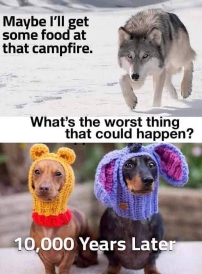 HeckinGoodDogs's tweet photo. https://t.co/wfm8xKr1nS