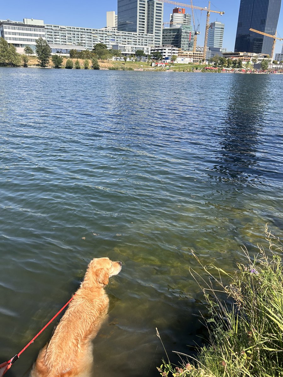 DJReady2Rock's tweet photo. Making sure the swans 🦢 have gone before I go for a swim ☺️ #CopaBeach #Donauinsel Wien ❤️ https://t.co/ReR2iF0krU