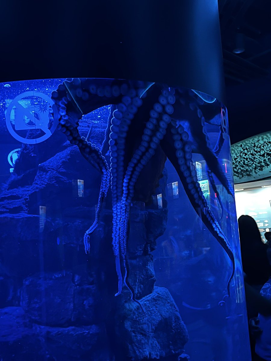 nosrac_neruall's tweet photo. Update: My friends took me to the aquarium yesterday for my birthday and I saw the octopus https://t.co/xmGVSotV6y