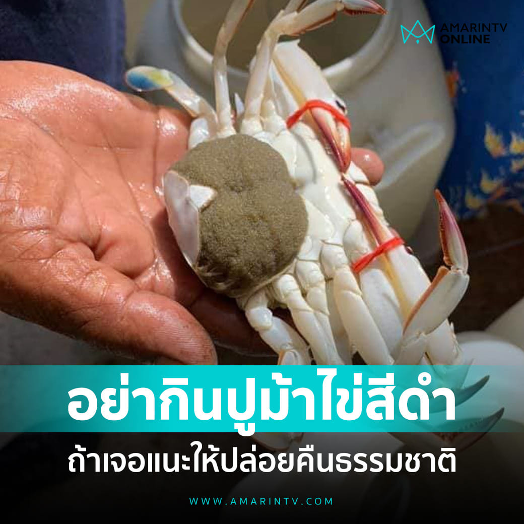 ใครเจอปูม้าแบบนี้ อย่าเพิ่งจับมาขายหรือกินน้องนะครับ เพราะน้องกำลังท้องแก่จะคลอดแล้ว ขอให้ปล่อยน้อง ให้เพิ่มปริมาณปูในสิ่งแวดล้อมด้วยนะครับ