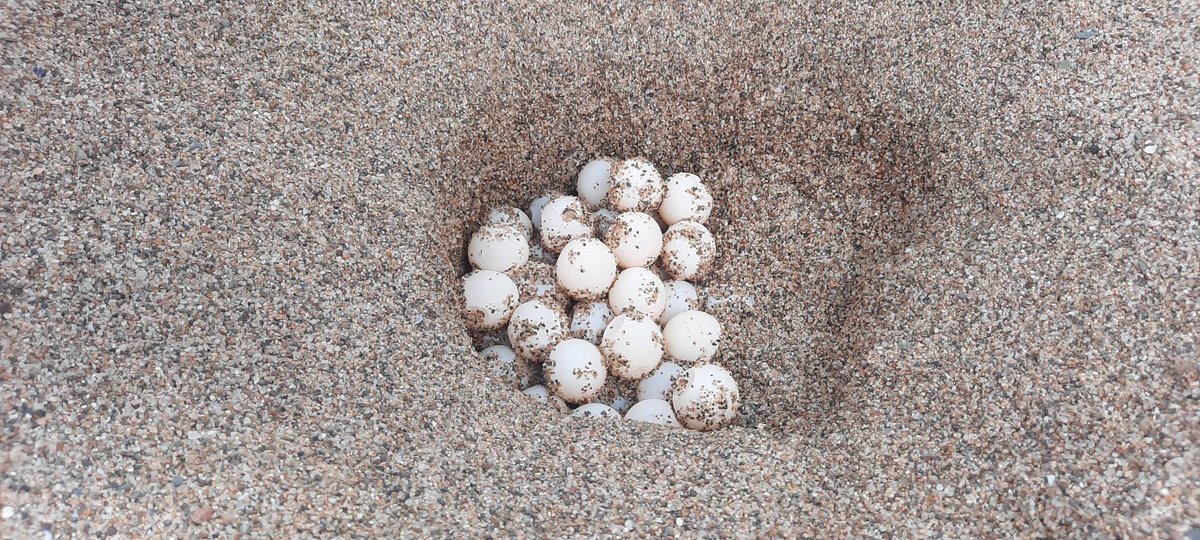 PlatjadePals's tweet photo. 🐢 Avui han nascut les darreres 10 tortugues careta a SaRiera de l’únic niu que s’ha trobat fins ara a la Costa Brava. Dels 130 ous inicials, 40 van ser traslladats a les instal·lacions del @crampress i @ConsRestACat per assegurar-ne la viabilitat i la resta es van deixar al niu. https://t.co/bJfxM9Z7NK