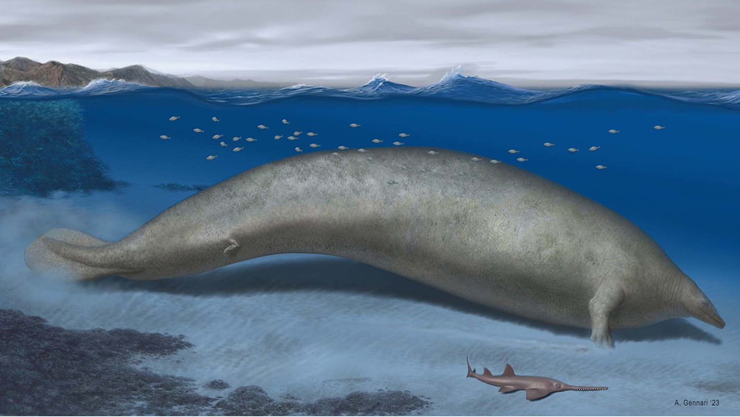NaturePortfolio's tweet photo. A study in @Nature reports that the newly discovered Perucetus colossus, an ancient species of whale, is thought to be one of the largest and heaviest animals on record. Estimates of its size and weight, based on a partial skeleton, rival the blue whale. https://t.co/xTcKgUwTB9 https://t.co/HGN8n1Yu48