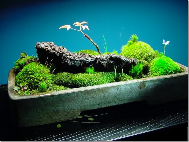 icb35250's tweet photo. 苔盆景
小宇宙の世界です https://t.co/E0zbqDhmp2