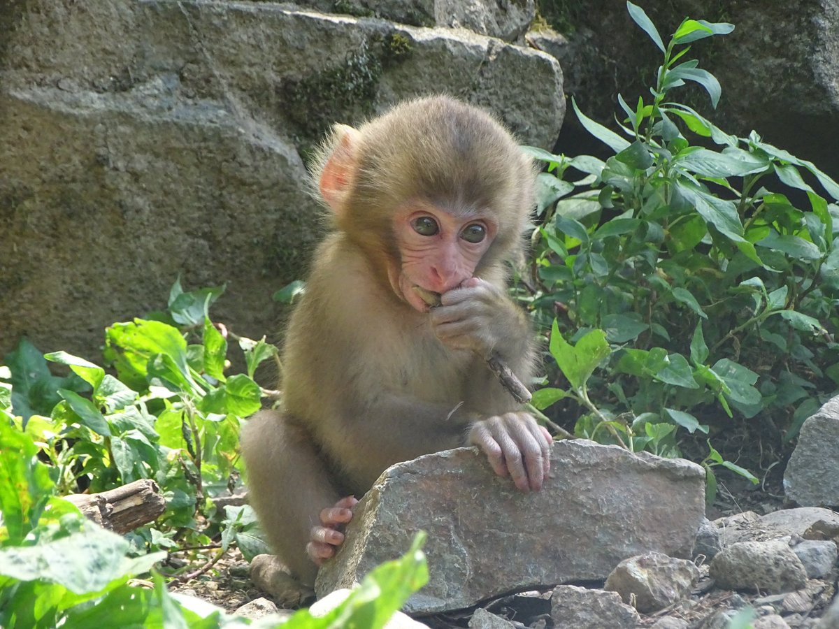 laurabgordon's tweet photo. Japan wildlife highlights: giant flying squirrels, snow monkeys, deer and egrets https://t.co/aQQcbTwy2G