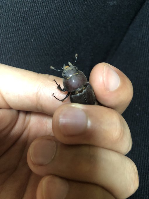 ちっこいノコギリのメス飛んできた^_^ 