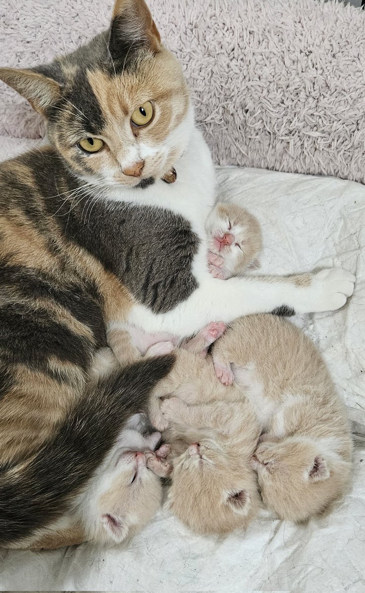 Ms Morningstar 🖤 tweet media