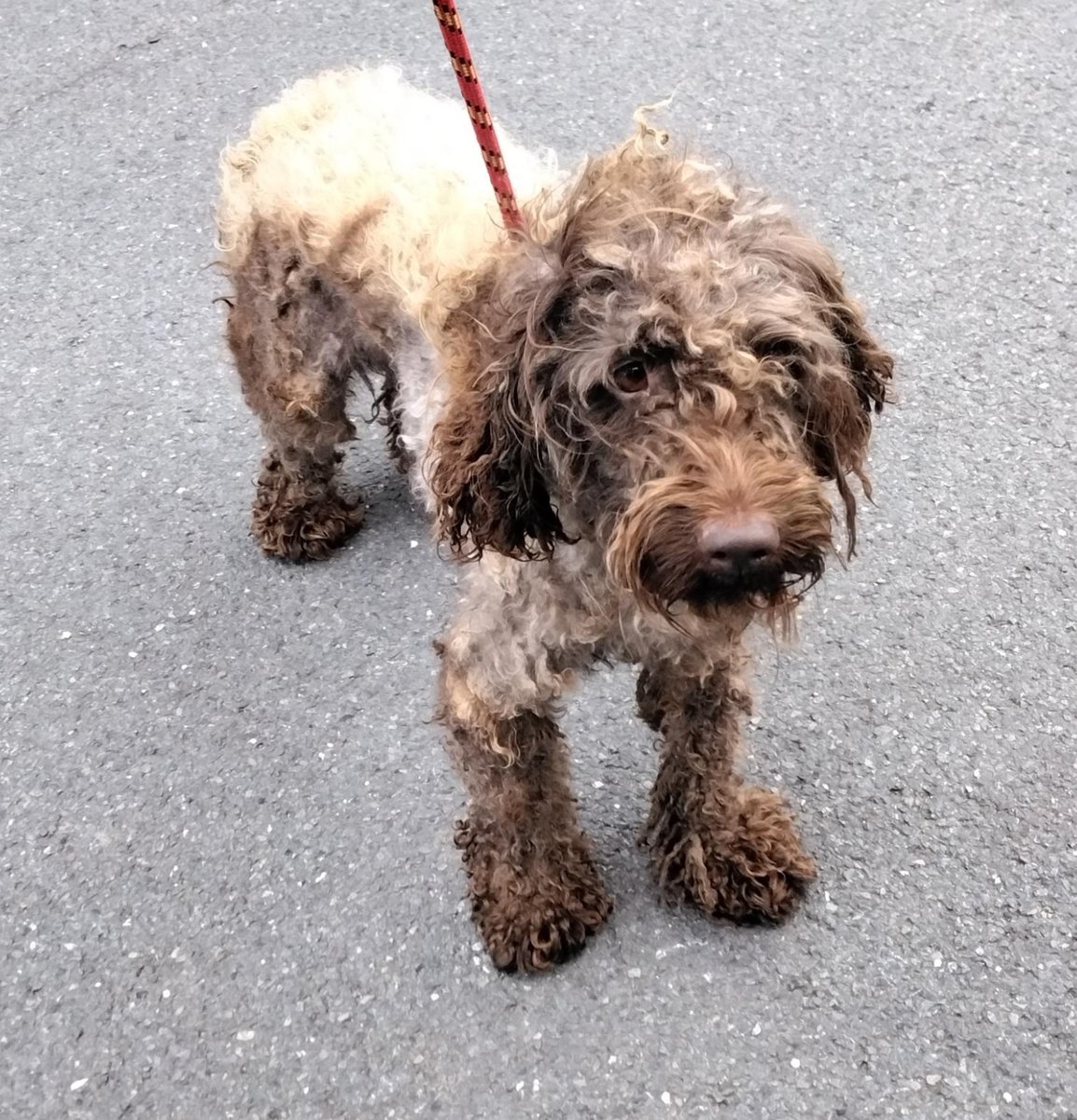 AdoptionsUk's tweet photo. Please retweet to HELP FIND THE OWNER OF THIS STRAY DOG FOUND #CRONDALL #HAMPSHIRE #UK 

Young crossbreed, chip not registered, found 11 August.
Now in a council pound she could be missing or stolen from another region, please share widely🌟
DETAILS👇
https://t.co/gvko0pjw8t
#dogs