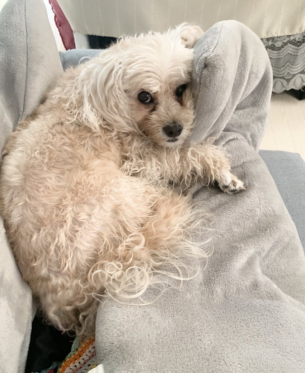 YOZOpine's tweet photo. 会える気がしてお盆が楽しみに感じた☆あいちゃん🐶の1番の大好物がキュウリなこと思い出した。早速作ったこれに乗っておいで♡🥒🐎。3年前の今日は長野県上田市の川に遊びに行ってたね🏞️✨ https://t.co/rop83RCpEt