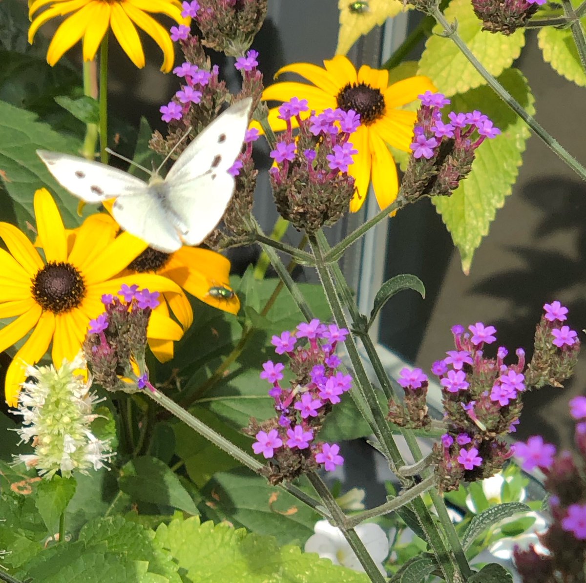 Margretha46's tweet photo. Mijn patiotuintje is klein, maar vandaag, tot mijn verrassing, 2 koolwitjes. Was er blij mee! #vlinders #patiotuin https://t.co/SLD2JCo7iz