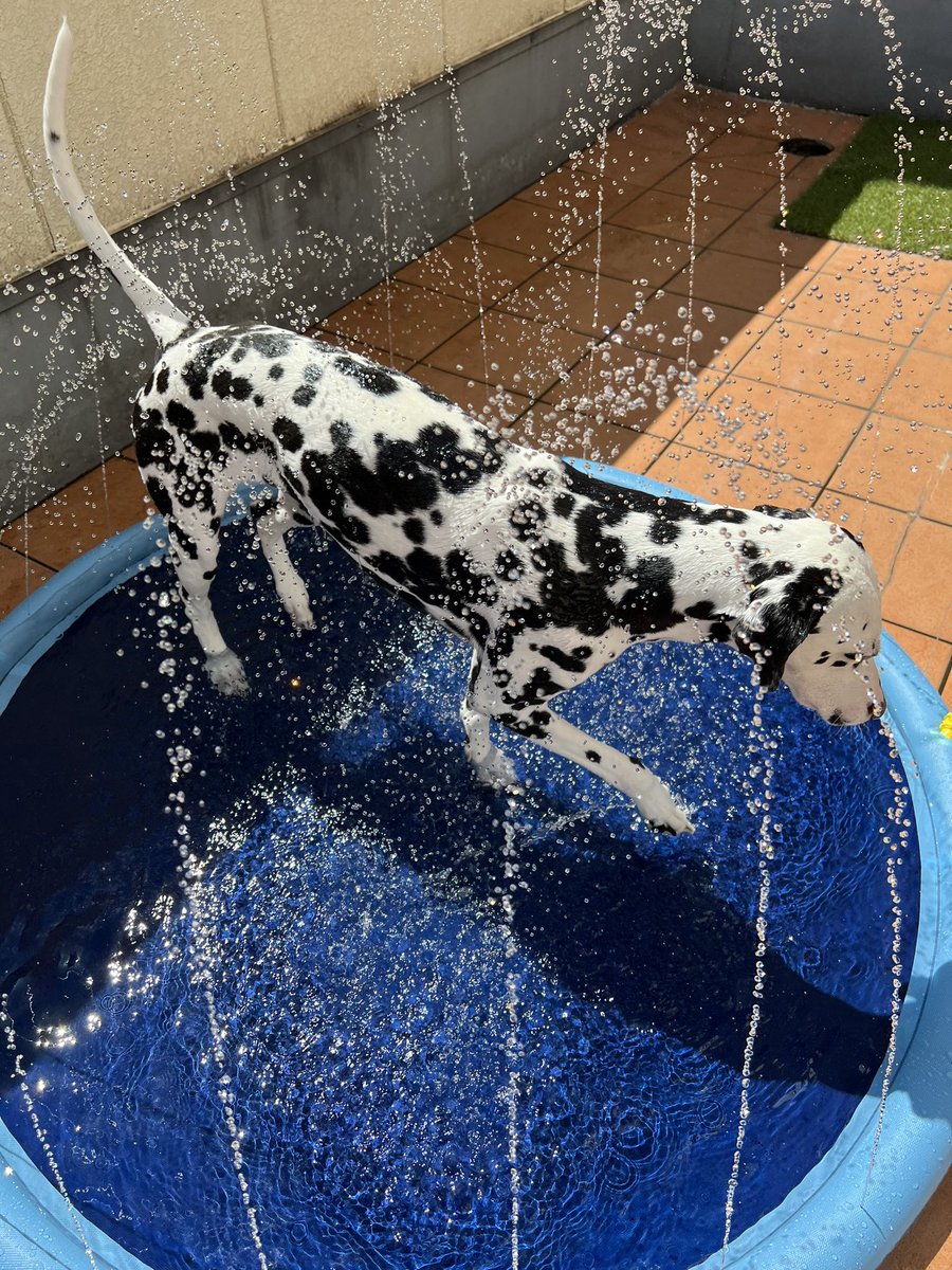 ariadog1121's tweet photo. 今日のわんこ🐕
サマー☀️
#スタジオアリア
#ARIADog https://t.co/IgwfzZs91A