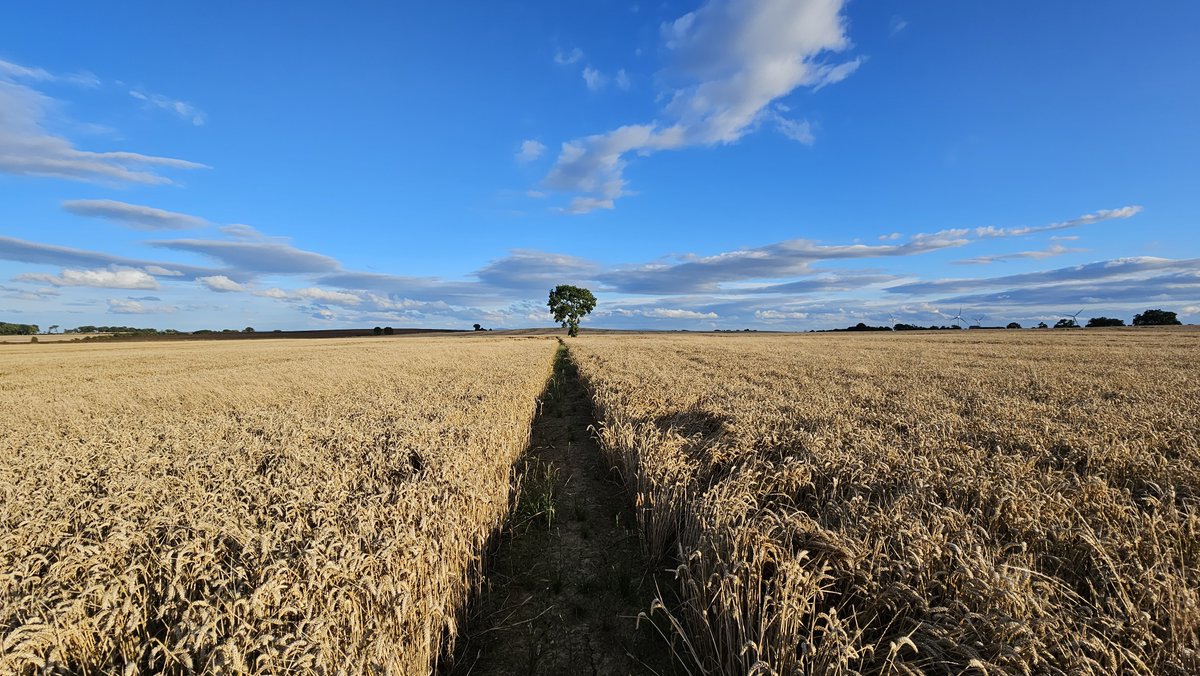 chrisjlines's tweet photo. An early evening run delivered a harvest of great sunlit views of my favourite tree.
#itsgreatoutthere #getoutside #lovewhereyoulive https://t.co/B9rfJsuDw9