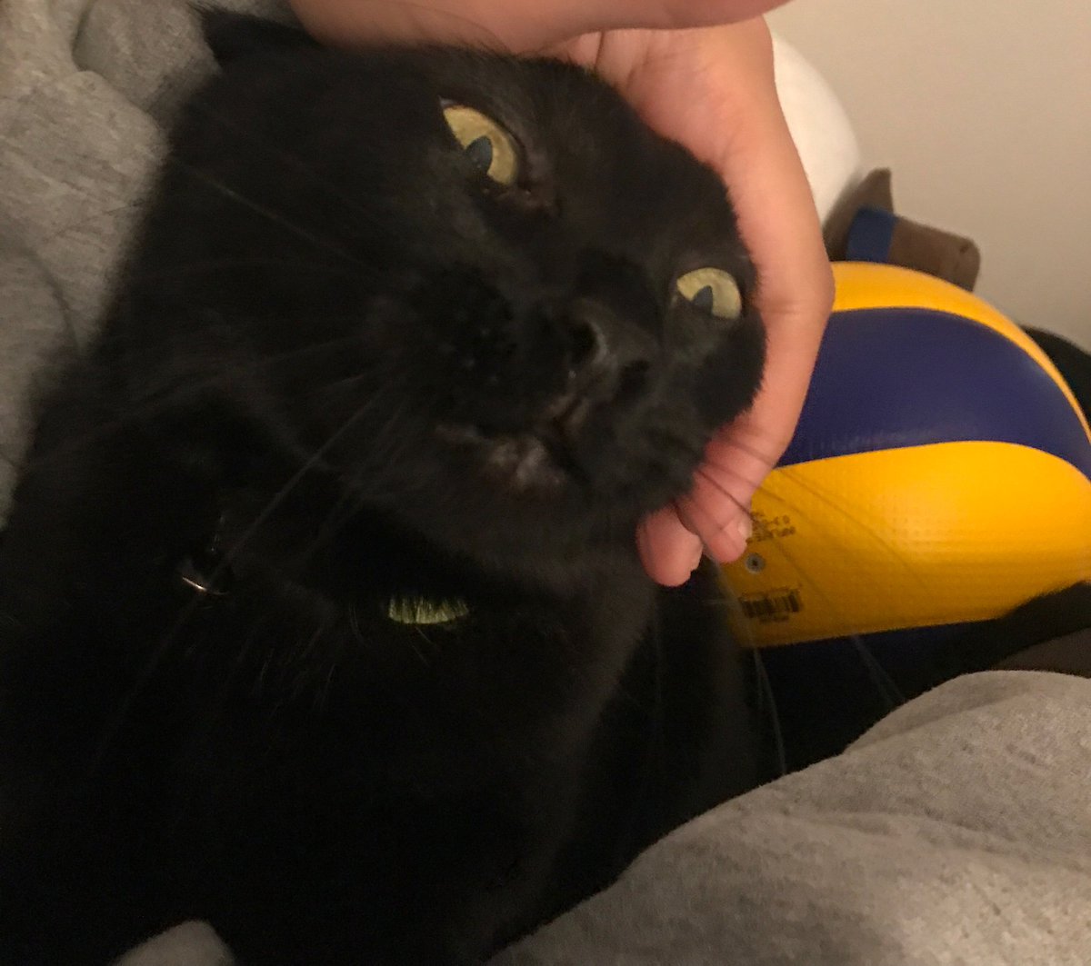 OV3RFIEND's tweet photo. @ShouldHaveCat https://t.co/C1JHm8nb2N