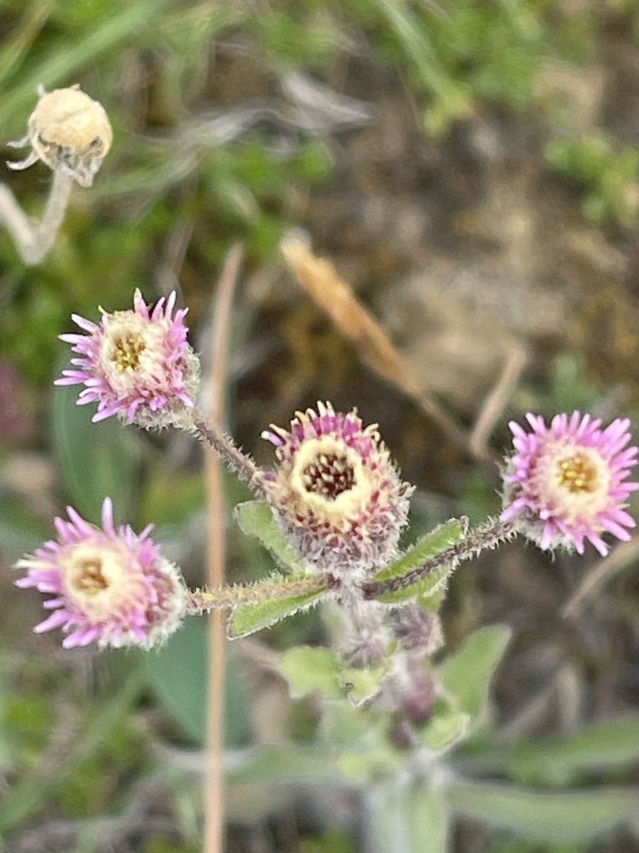 Blue Fleabane.  Such a pretty flower but hard to photograph in the breeze.   #wildflowerhour #countydurham