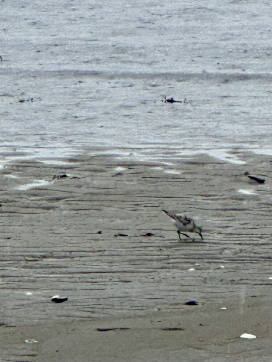 Maine life bird #300, an outStANDERLING day!

Shared with the birdy likes of <a href="/dhitchcox/">Doug Hitchcox</a> <a href="/TheBirdist/">The Birdist</a> <a href="/pterodromas/">Ed Jenkins</a> <a href="/julia_gulka/">Julia Gulka</a>