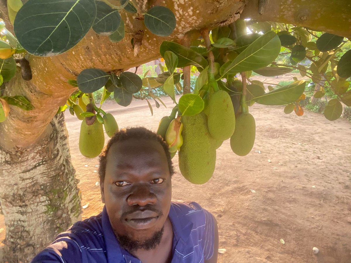 AwangBoi's tweet photo. Jackfruit in #Magwi Town...feeling festive ๐ https://t.co/uq7L4yJ3gU