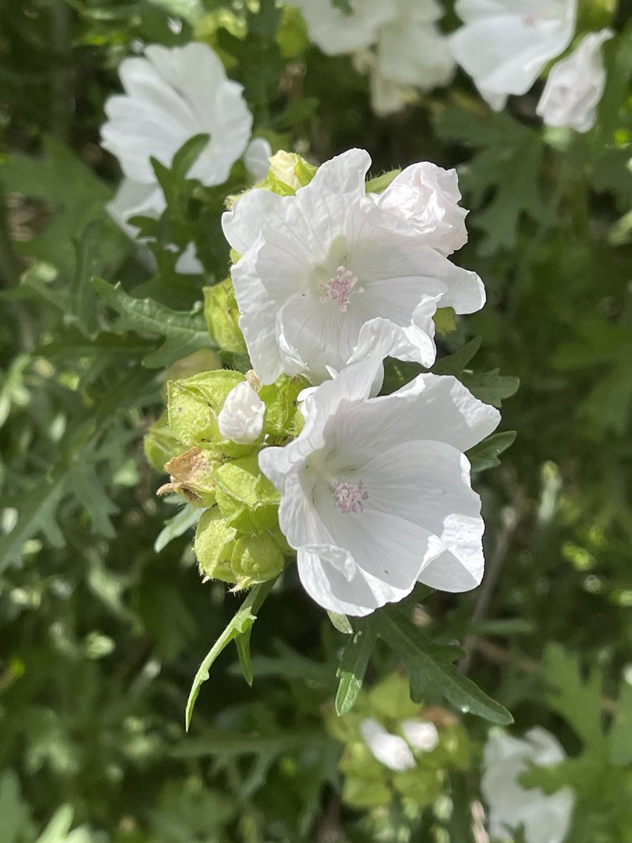 Musk mallow - pink and white 
#wildflowerhour found near Rothbury #Northumberland
