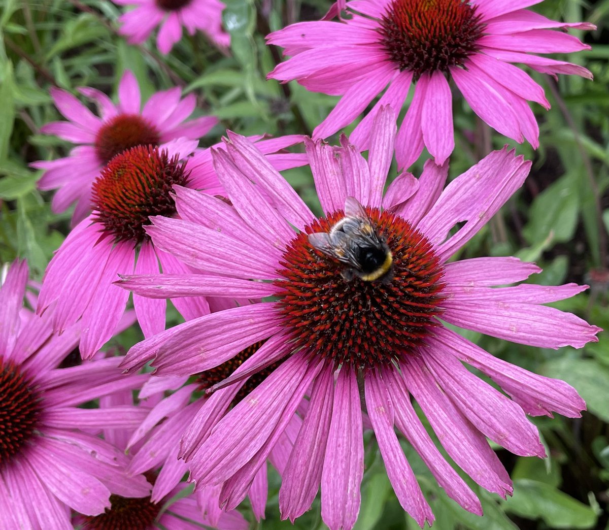 Dr Sarah Floyd tweet media