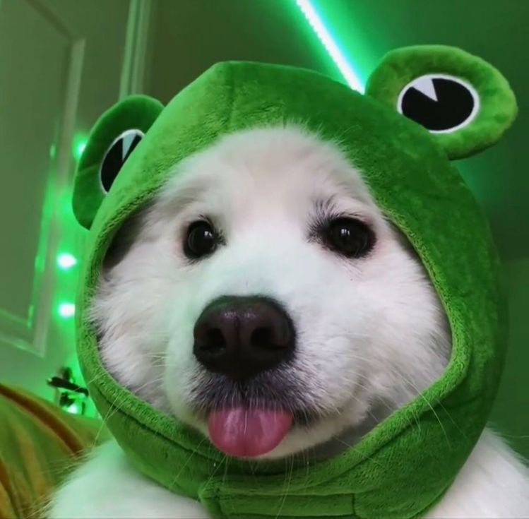 Primordial Primates 🌎 tweet media